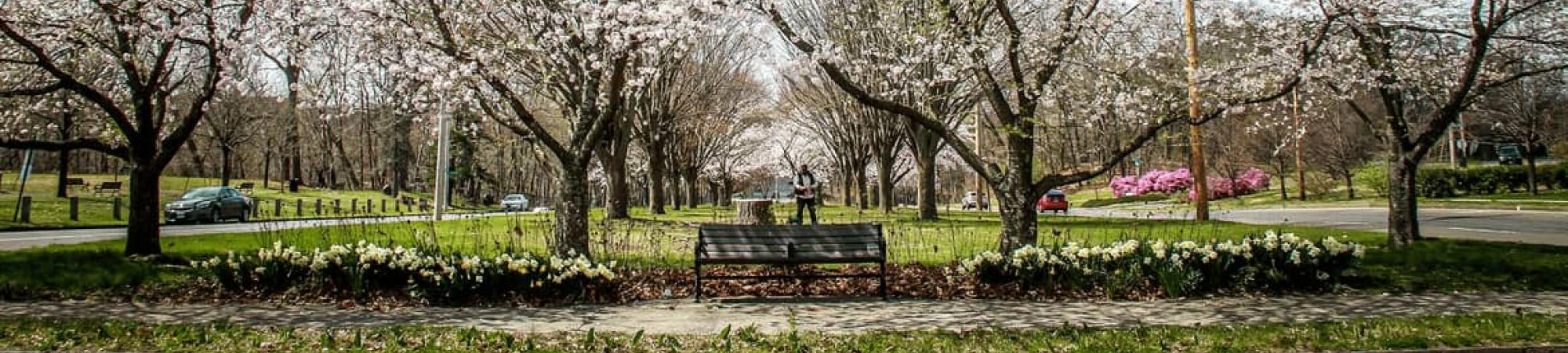 Flowering trees